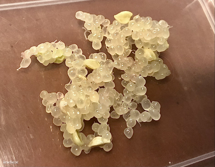 Finger lime szemek