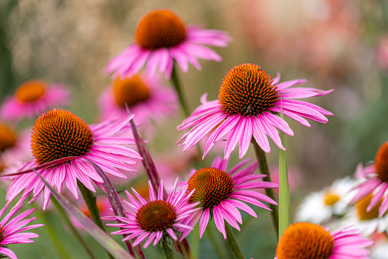 Az echinacea hatása nem egyértelműA kasvirág, vagyis az echinacea az egyik legismertebb gyógynövény, amelyet megfázás megelőzésére és kezelésére szoktak ajánlani