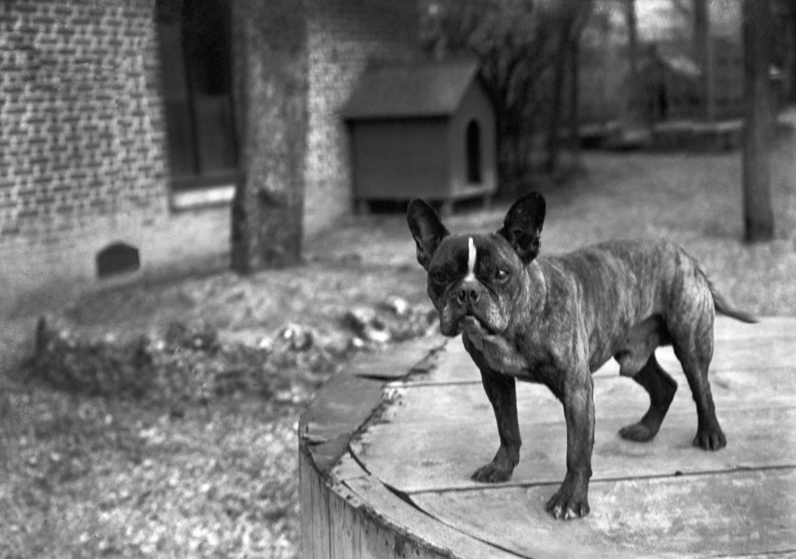 Bataille, a buldog, Médan (1894–1902)