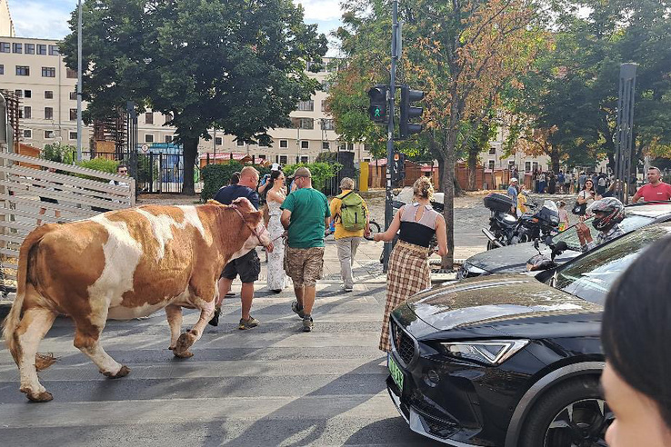 Egy tehén lófrált a belvárosban, a rendőröknek kellett intézkedniük