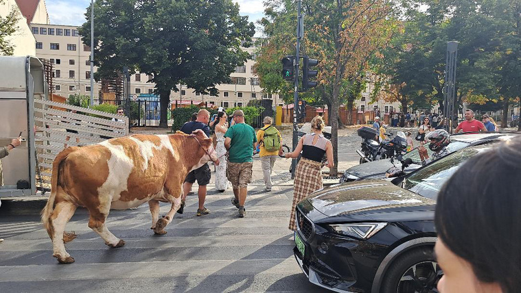 A Deák téren egy tehén bénította meg a belvárosi forgalmat