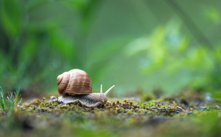 A csigák szájában több ezer apró fog lehetA lassú mozgásuk miatt a csigákat ritkán gondolnánk különösebben félelmetesnek, a szájuk azonban egészen más képet mutat