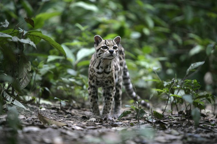 Hosszúfarkú macska más állatok hangját utánozhatjaA Dél- és Közép-Amerika erdeiben élő margay, azaz a hosszúfarkú macska egy kisméretű vadmacska, amelynek vadásztechnikája különösen ravasz