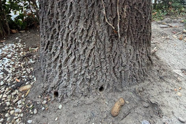 Gázolajjal gyilkolják a fákat Budapesten aljas alakok