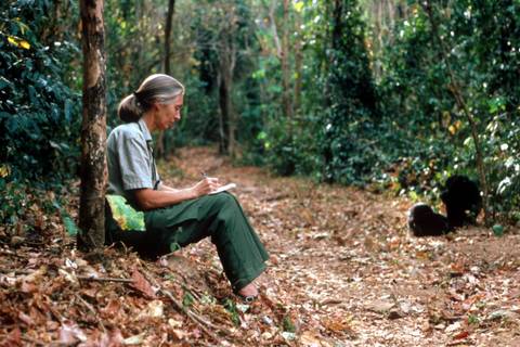 Vissza a természethez és önmagunkhoz – Budapesten rendezik a világ első Jane Goodall Fesztiválját