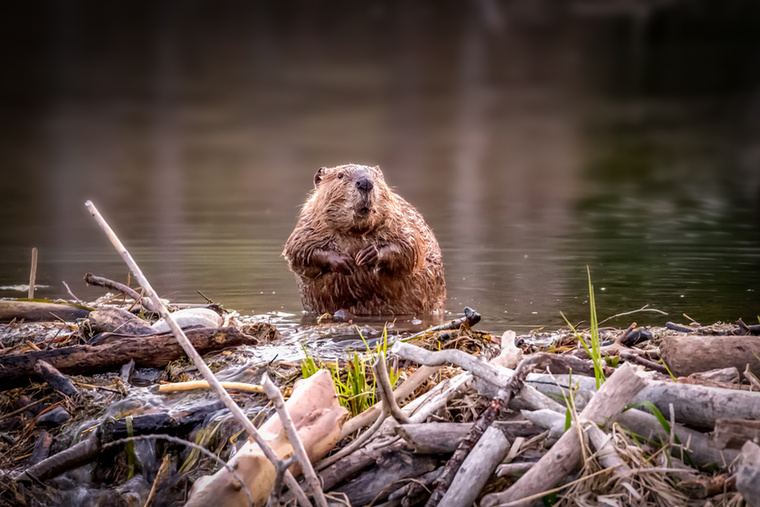 A hódok meglepően sokat tehetnek a környezetértA hódokról régóta tudjuk, hogy gátépítésükkel teljesen át tudják alakítani környezetüket