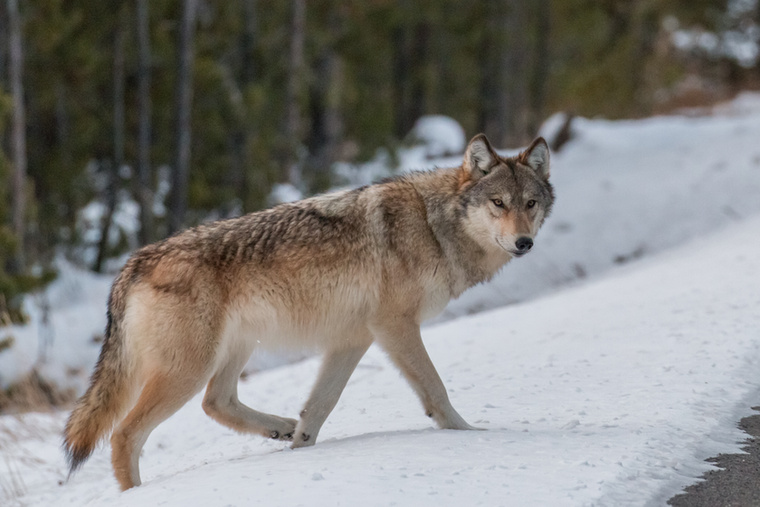 A farkasok visszatérése fákat is megmentettA Yellowstone Nemzeti Parkban évtizedeken keresztül alig jelentek meg fiatal rezgő nyárfák