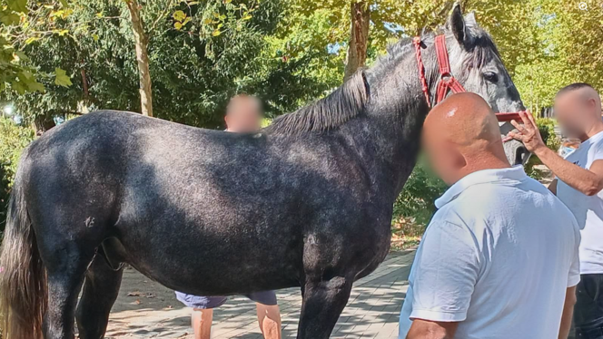 Elszabadultak a lovak, több embert elsodortak a kiskunfélegyházi szüreti ünnepségen, egy fának csapódva állt meg a hintó