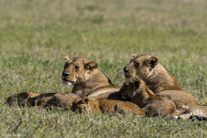 Oroszlánok a tanzániai Ngorongoro Természetvédelmi Területen