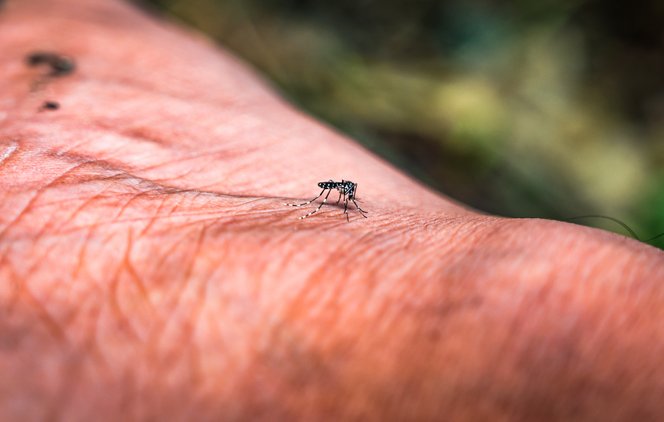 Ritka trópusi vírust azonosítottak Magyarországon