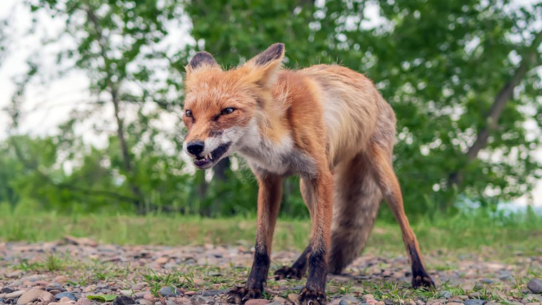 Veszett rókát találtak a magyar-ukrán határnál