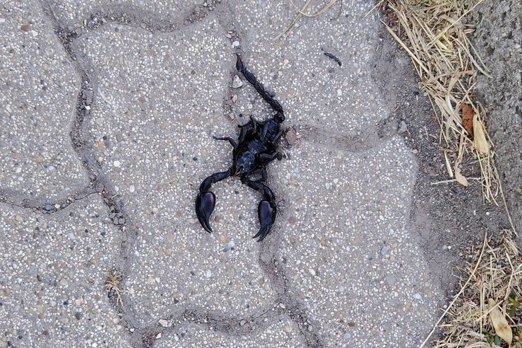 Akár halált is okozhat a Karcagon talál óriás skorpió mérge