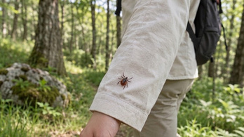 A szín számít a kullancsoknak: ez úgy vonzza őket, mint a mágnes