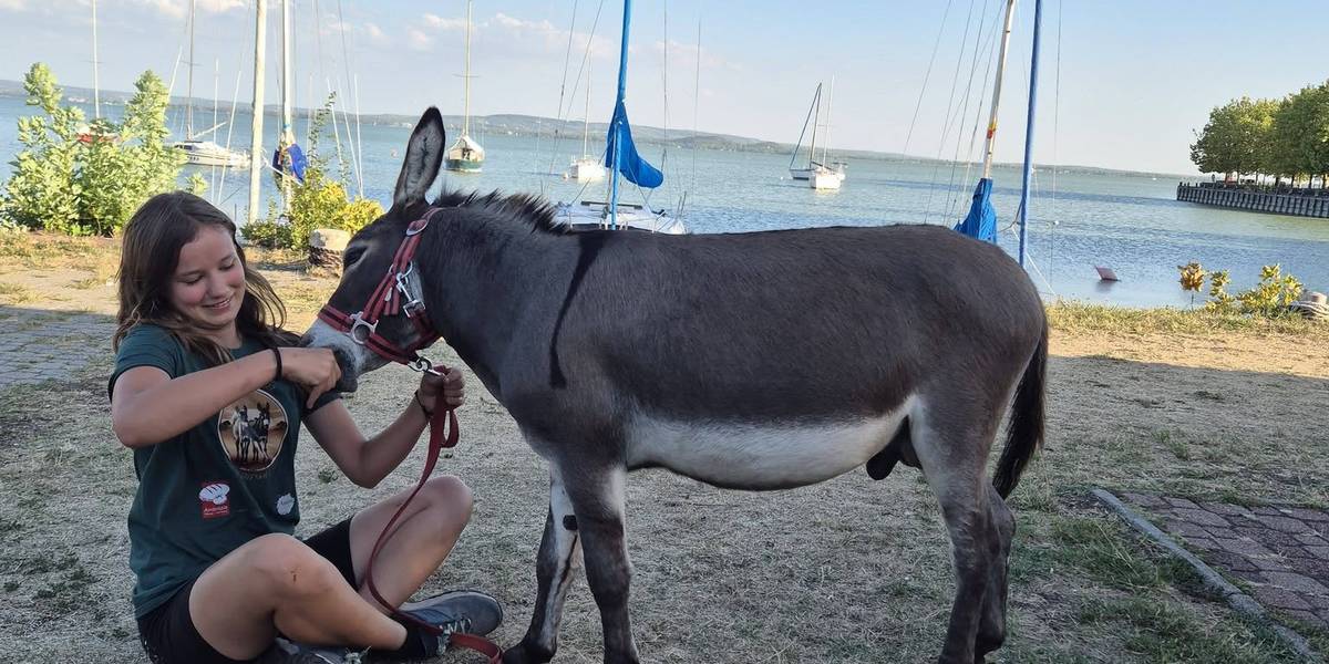 „A szamár diktálta a tempót, mi az irányt mutattuk” – körbesétálta a Balatont Bettina és Foki, a törpeszamár