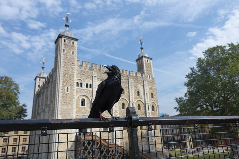 Ha eltűnnek a Tower hollói, állítólag összeomlik a monarchiaA londoni Tower hollóihoz kötődik a brit monarchia egyik legismertebb babonája