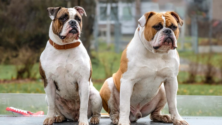 A bull típusú kutyák kialakulása: az amerikai bulldogtól a staffordshire bullterrierig (3. rész)