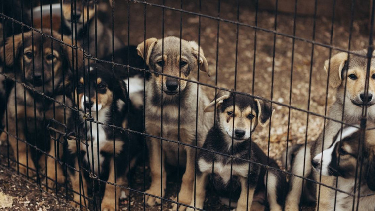 Húsevő lárvák jelentek meg Amerikában – bajban vannak a menhelyek