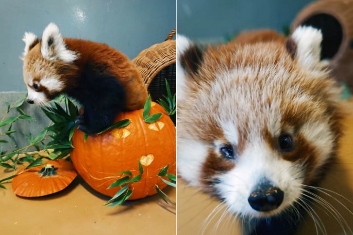 cuki panda