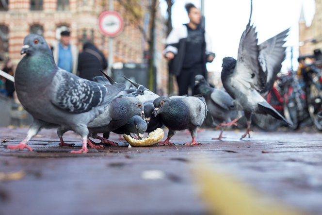 Istenként tisztelték, aztán a városok megvetett szárnyas patkánya lett