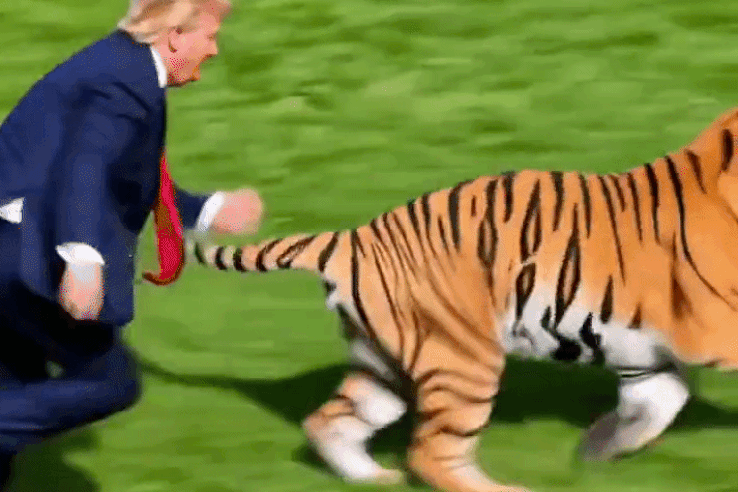 Donald Trump kirakott egy videót, amelyben leteper, majd megszelídít egy szibériai tigrist
