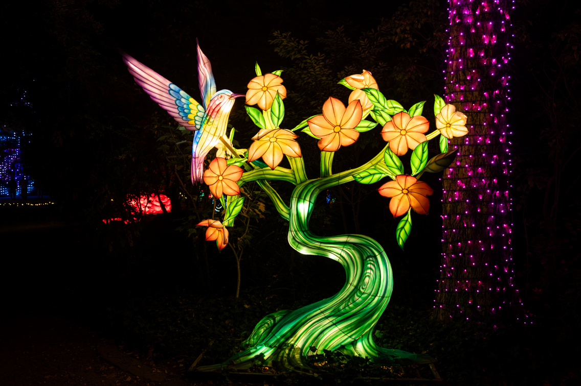 Garden of Lights 2026 045 Medgyesi Milan 20261020
