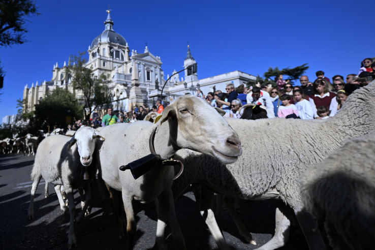 Kiakadt a cukiságmérő Madridban, tündéri állatsereg lepte el az utcákat