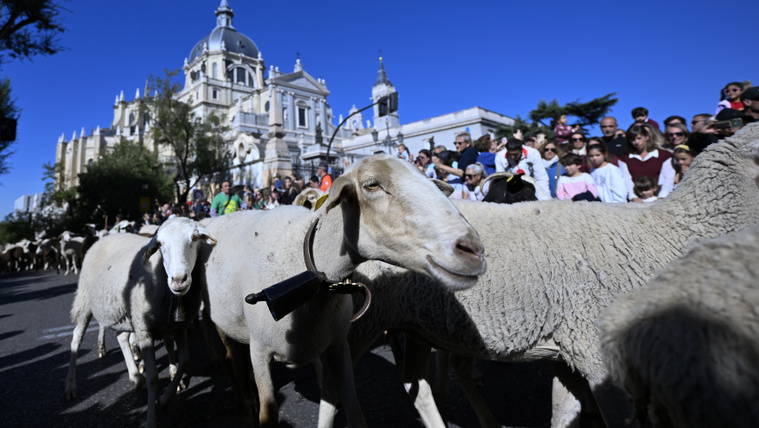 Kiakadt a cukiságmérő Madridban, tündéri állatsereg lepte el az utcákat