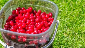 Nagyanyáink mindig télire őrizték: egy elfeledett gyümölcs, ami valóságos kincs