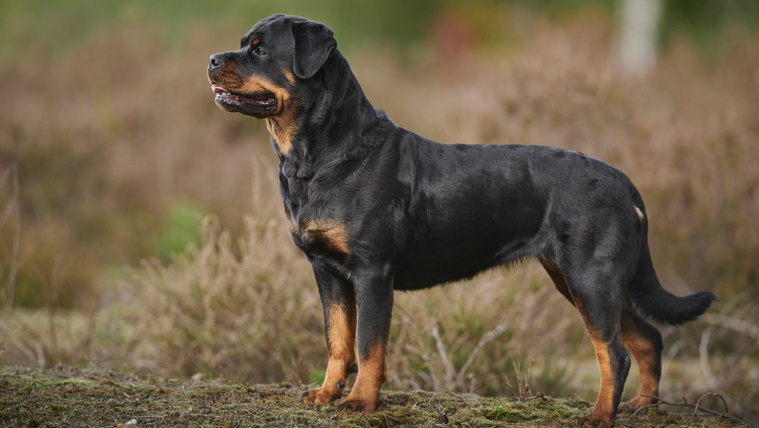Sok izom, kemény akarat: kinek ideális a rottweiler?
