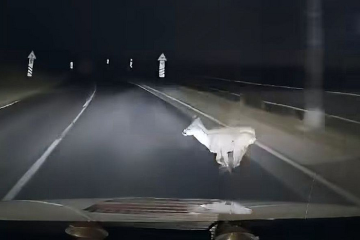 Videón, ahogy rendőrautó elé vetődik egy őz