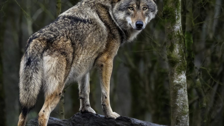 Farkasvizelet a boltok polcain: tényleg hatásos a nyest ellen?