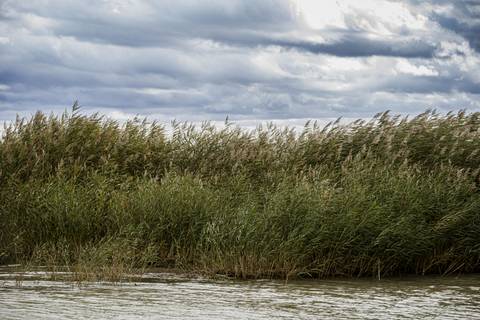 Gyökerestől kiirtottak egy védett nádasterületet a Balaton déli partján