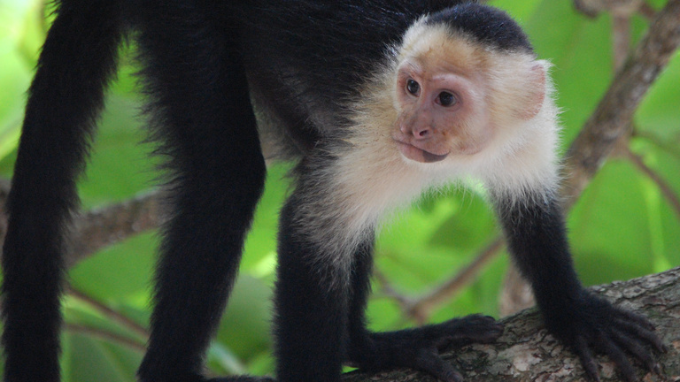 Tanuljon protestáns etikát egy majomtól!