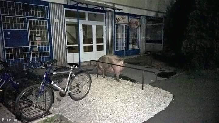 10552488 1121810867845844 3737827057239067670 n