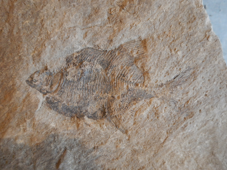 Fish3 - HI RES-208816772276