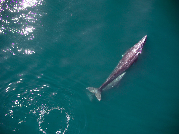 Szürke bálna a borjával vándorol a kaliforniai partok mellett