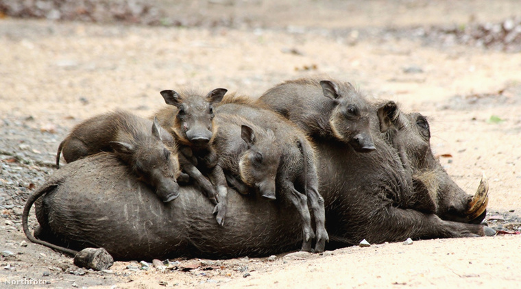 tk3s bm warthogs 02206638