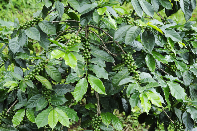 A kávécserje, még zöld bogyókkal