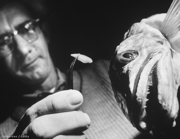 Egy szakértő kiszed egy csontot egy hekkből, hogy megállapítsa, mennyi idős az állat. A kép 1962-es