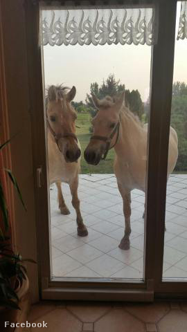 A lovaink ma felkéretszkedtek a teraszra. smile emoticon Rájuk nézve mindig eszembe jut Jókai Mór intelme: " Bölcs embernek ló való, mert lóvá tesz az ember, emberré tesz a ló!"