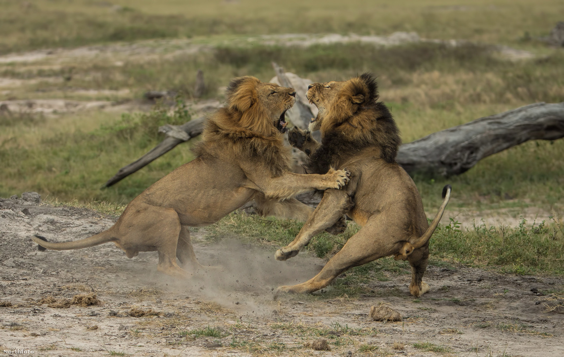 Cecil (balra) és Jericho harcolnak egymással a nemzet parkban, 2015. júniusa végén.