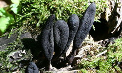 Nyeles agancsgomba