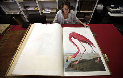 John Janes Audubon: Flamingó