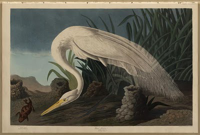 John James Audubon: Nemes kócsag