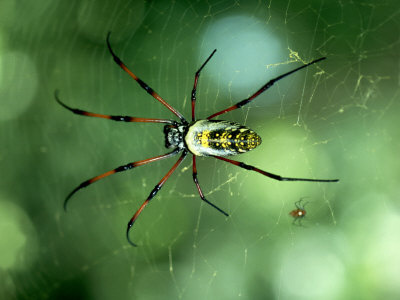 Nephila Madagascarensis