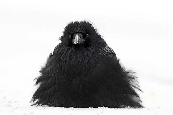 Wildlife Photographer of the Year