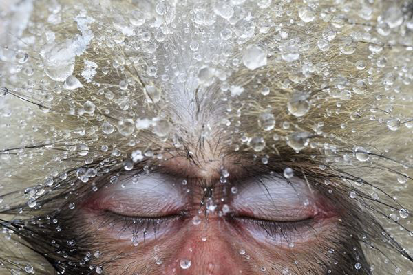 Wildlife Photographer of the Year