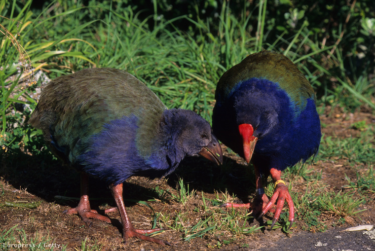 Takahe csibe és tojó az új-zélandi Kapiti madárrezervátumban