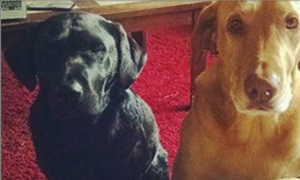 Dexter és Dahlia, a túrázó két kutyája