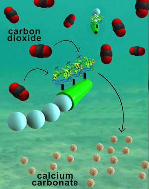 A parányi, cső alakú mikromotorok  hatékonyan szűrik ki a vízből a szén-dioxidot.